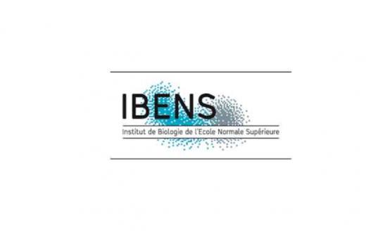 Ibens